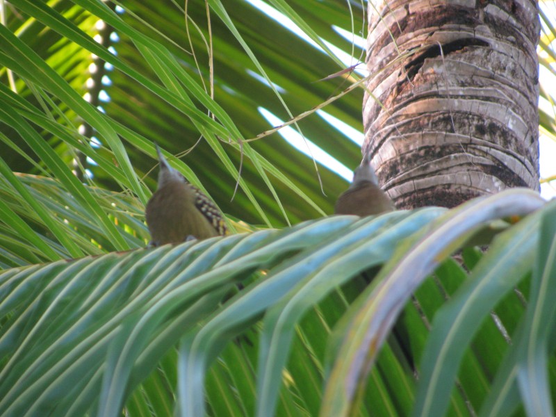 Dominican Republic 250.jpg